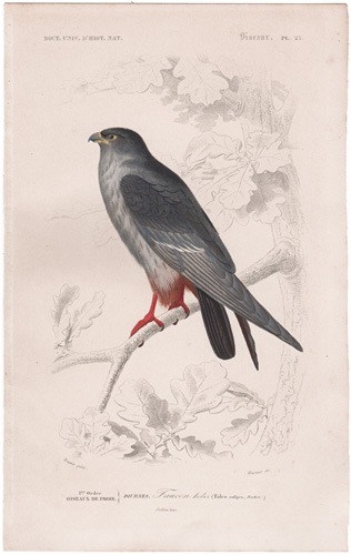 Red-footed Falcon (Kobez Falcon or Hawk)